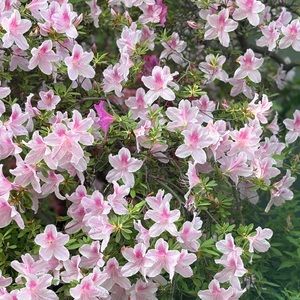 Meet your Posher, Payton